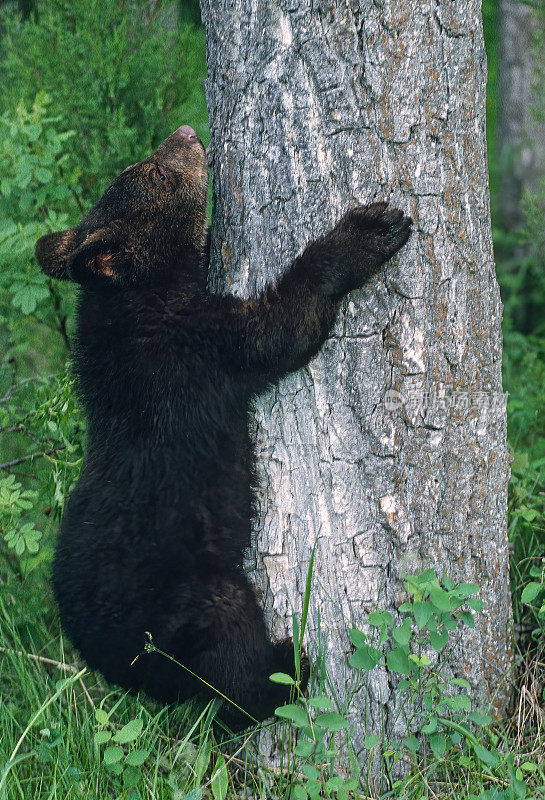 美洲黑熊(Ursus americanus)，也被称为黑熊，是北美特有的一种中型熊。一种分布广泛的熊类。Kalispell、蒙大拿。幼崽正在爬树。